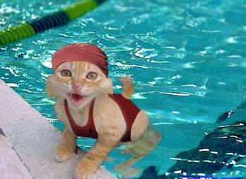 Maca u bazenu