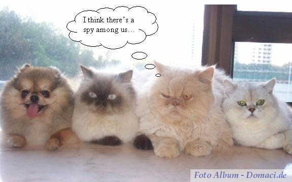 Čini mi se da imamo špijuna među nama... Špijun