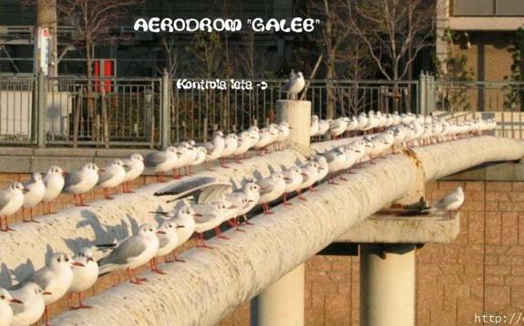 Aerodrom "Galeb"