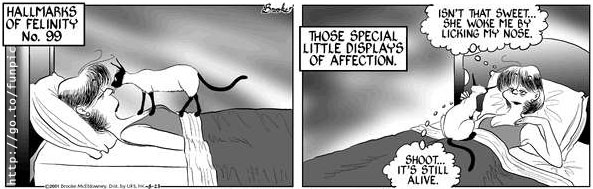 Šta znači kad vas vaša mačka probudi