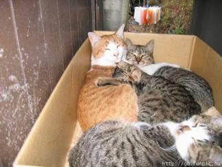 Mace u kutiji