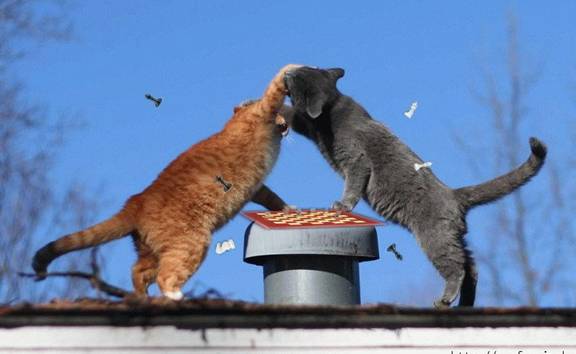 Zašto se mačke tuku na krovu