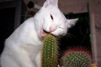 Maca i kaktus