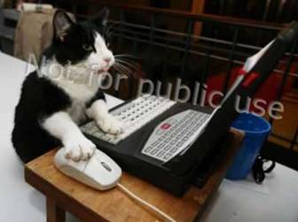 Informatički obrazovana maca