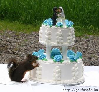 Veverica i svadbena torta