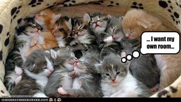 Hoću svoju sobu Korpa puna mačića