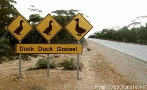 Duck duck goose!