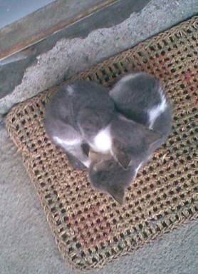 Mace spavaju - srce