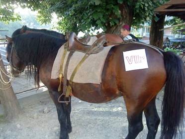 VIP konj