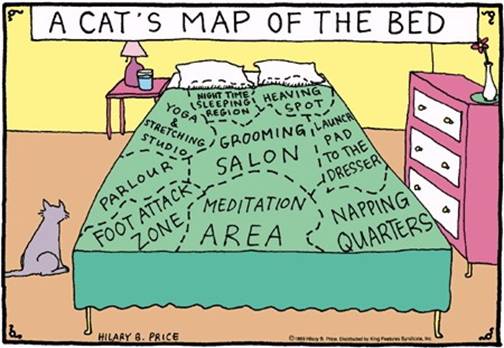 Kako mačke vide krevet