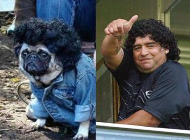 Buldog sa perikom & Maradona