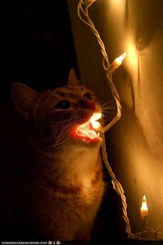 Maca i lampice za jelku
