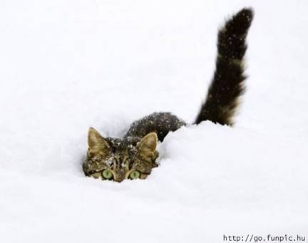 Maca u snegu