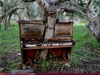 Drvo protiv klavira