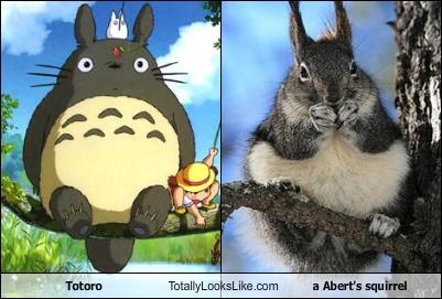 Totoro & Albertova veverica