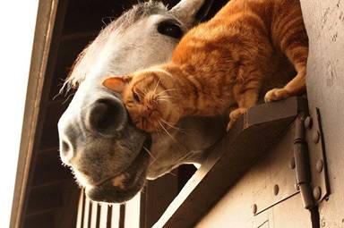 Maca i konj