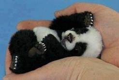 Mali panda