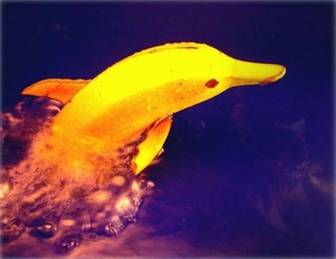 Fruit art - banana delfin
