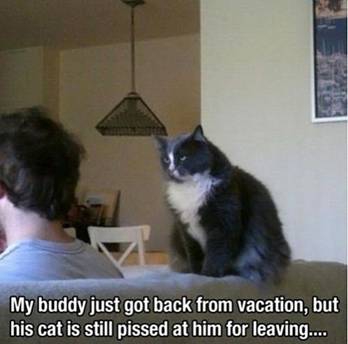 Moj drugar se vratio sa odmora, ali je njegov mačak još besan na njega što je otišao Namrgođen mačor