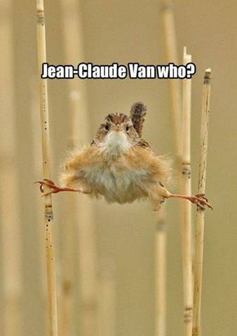 Žan Klod van ko? Ptičica van Dam