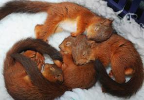 Veverice spavaju