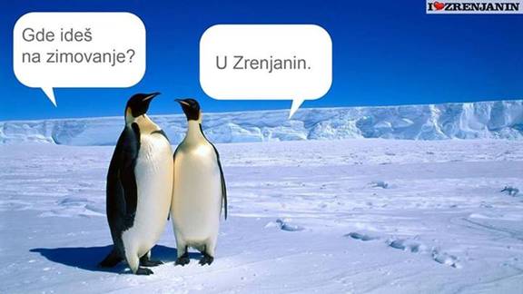 pingvini zimovanje Zrenjanin