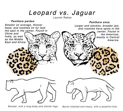 Leopard Jaguar