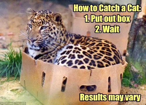 Kako uloviti mačku: 1. ostavite kutiju; 2. čekajte (rezultati mogu da variraju) Kako uloviti mačku