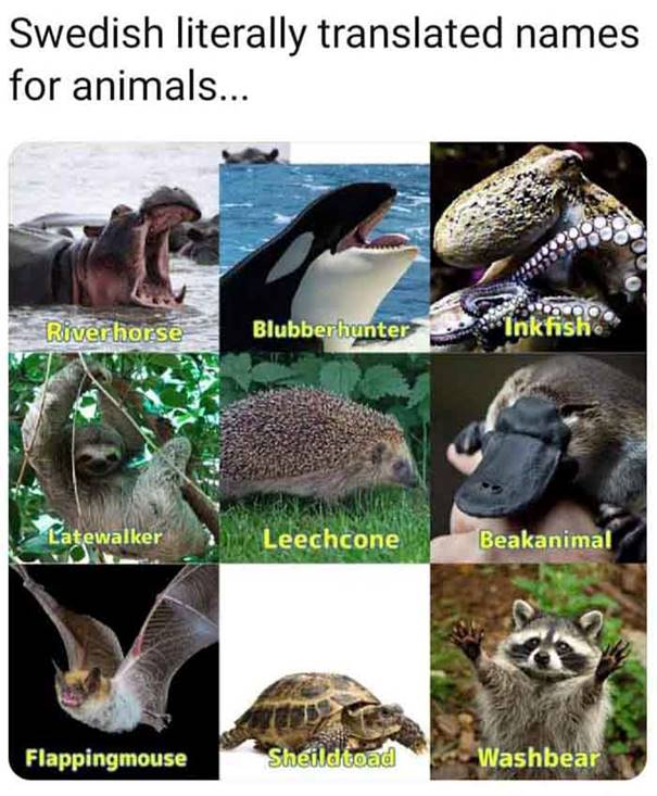 ©vedski nazivi za ¾ivotinje