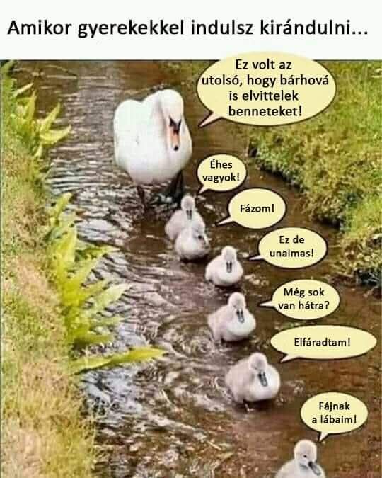 Labudica sa labudićima